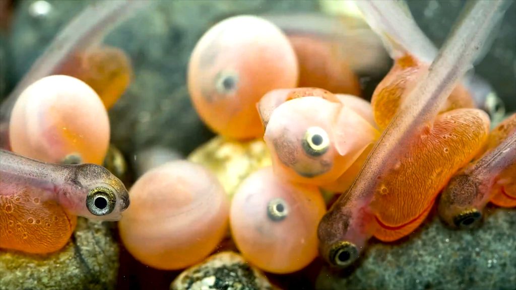 Salmon-Eggs-scaled.jpg