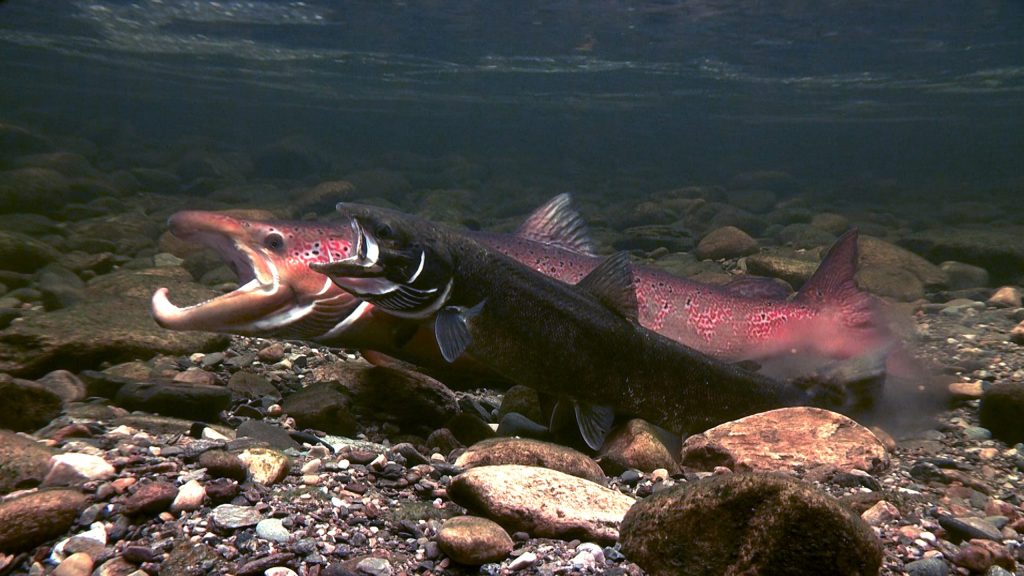 Salmon-Spawning-scaled.jpg
