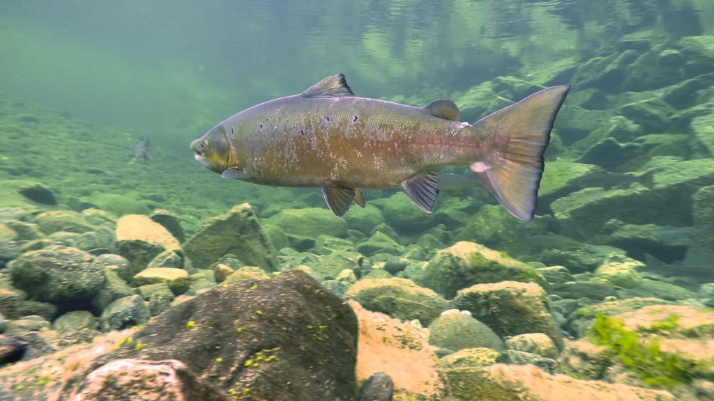 Salmon-in-Namsen--scaled.jpg