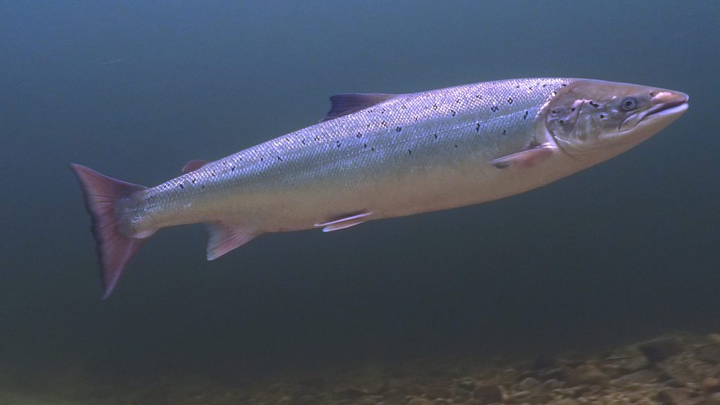 Salmon-scaled.jpg