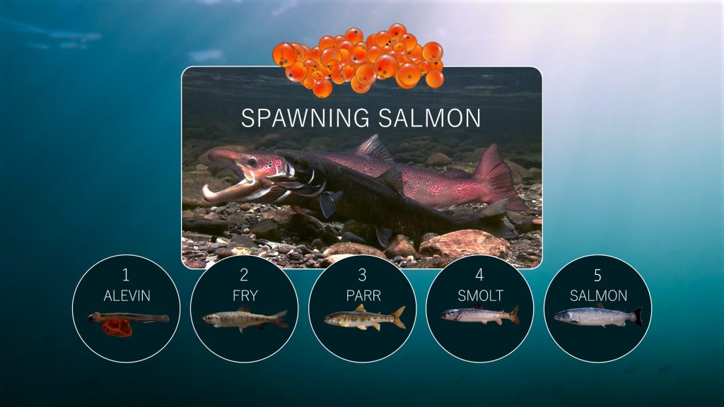 Spawning-Salmon-Animation-scaled.jpg