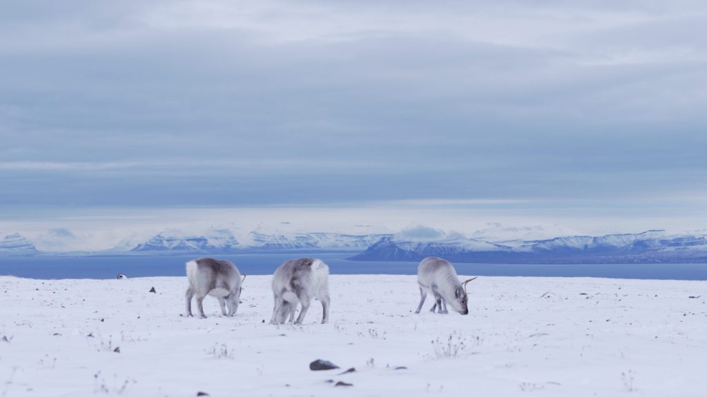 Svalbard-2-scaled.jpg